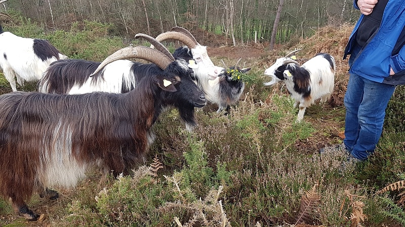 landscape-management-goats